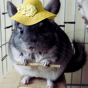 1 Beutel Apfelholz Kauen Stöcke Zweige für Kaninchen Hamster Meerschweinchen - 6