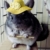 1 Beutel Apfelholz Kauen Stöcke Zweige für Kaninchen Hamster Meerschweinchen - 6